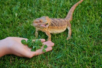 What veggies can bearded dragons eat every day