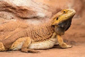Dubia roaches for bearded dragons