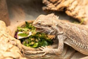 What veggies can bearded dragons eat every day