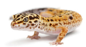 Leopard Gecko Tail Drop