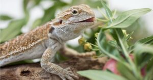 what fruits and vegetables can bearded dragons eat