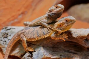 Can bearded dragons eat eggs