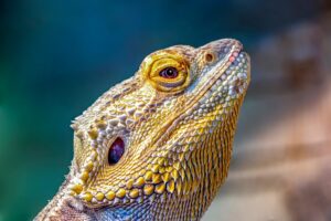 Why do bearded dragons have nose plugs