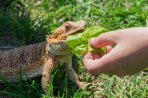 Can bearded dragons eat bok choy
