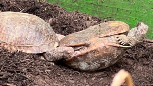 How do box turtles mate