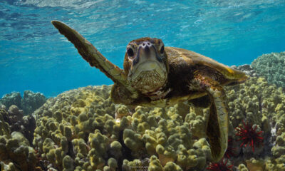 Can sea turtles live in freshwater