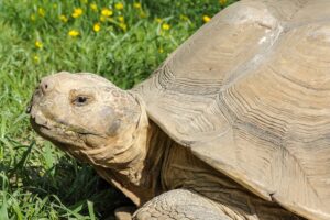 How long do sulcata tortoises live