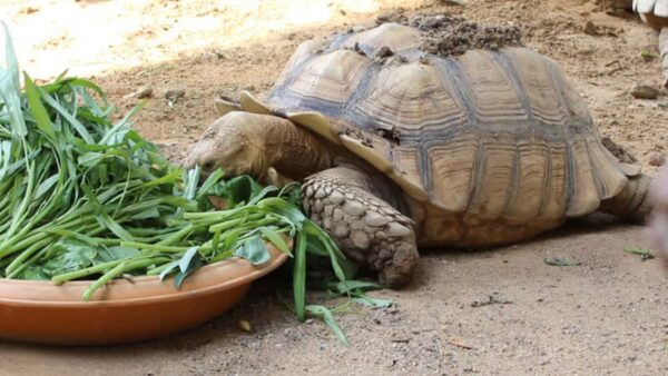 What can sulcata tortoises eat list