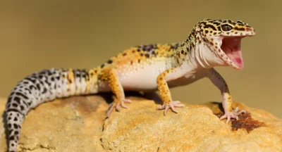 What temperature does a leopard gecko need