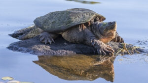 Do snapping turtles eat ducklings