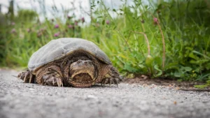 How fast can a snapping turtle run