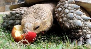 What can sulcata tortoises eat list