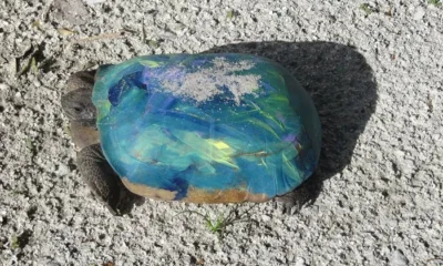 Can you paint turtles shells