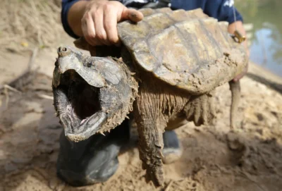 How to move a snapping turtle