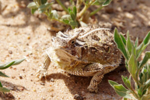 Can you have a horned lizard as a pet