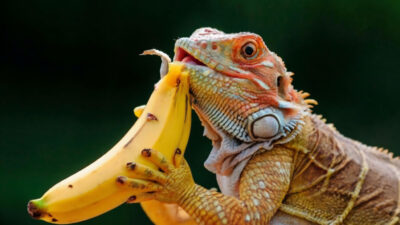 Can bearded dragons eat banana