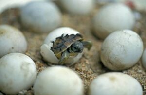 Do male turtles lay eggs