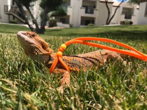 Bearded dragon harness with wings