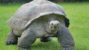 Are turtles herbivores