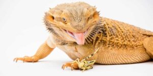What insects can bearded dragons eat