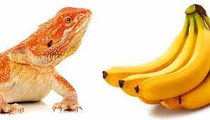 Can bearded dragons eat banana