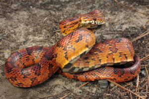Do corn snakes have fangs
