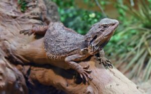 What can bearded dragons eat