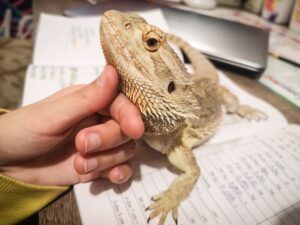 Can bearded dragons have strawberries