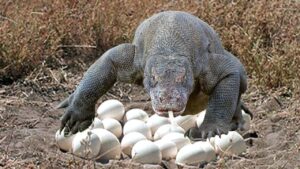 Does komodo dragon lay eggs