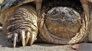 Are snapping turtles endangered