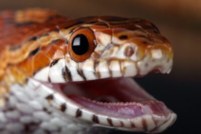 Does a corn snake have teeth