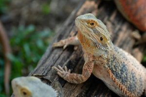 What can bearded dragons eat