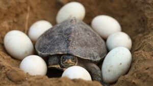 Do male turtles lay eggs