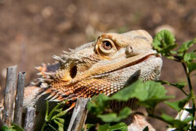 Can bearded dragons eat bok choy