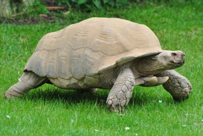 How long do sulcata tortoises live