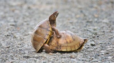 How do box turtles mate