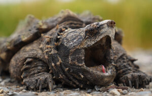 Interesting facts about snapping turtles