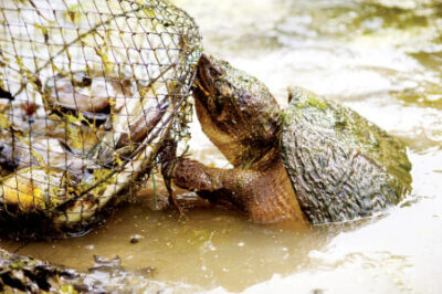 Snapping turtle trap