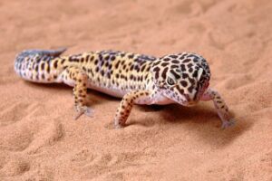 What temperature does a leopard gecko need