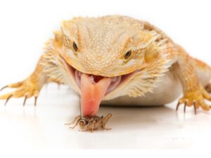 How many crickets to feed a baby bearded dragon