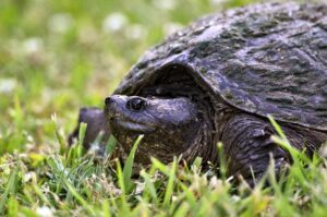How to move a snapping turtle