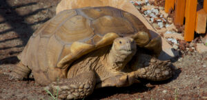 How long do sulcata tortoises live