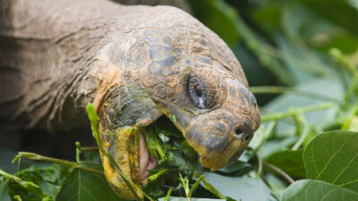 Are turtles herbivores