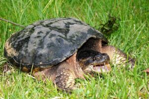 What to feed a snapping turtle