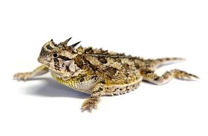 Can you have a horned lizard as a pet