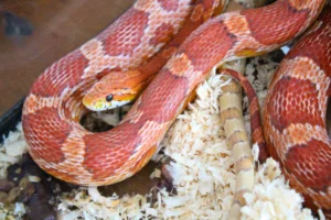 How long do corn snakes live in captivity