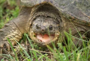 Are snapping turtles endangered?
