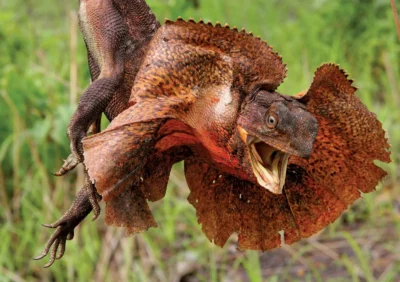 What do frilled lizards eat