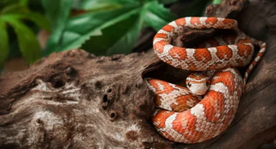Can corn snakes live together
