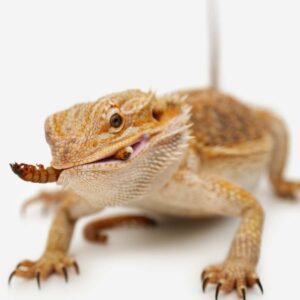 What insects can bearded dragons eat